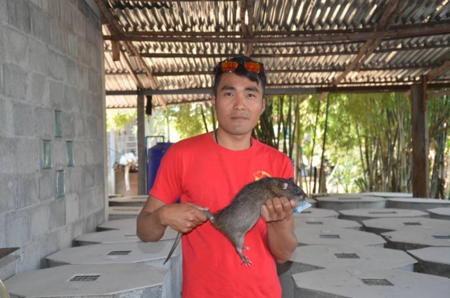 ทีมเพชรน้ำดำจับกลุ่มเลี้ยงหนูนาตัวบิ๊กเบิ้มส่งขายอาชีพเสริมรายได้งาม