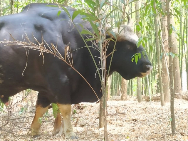 มาตามนัด"เจ้าทองดี"กระทิงเชื่องบุกสวนลุงโชครอนักท่องเที่่ยว