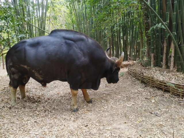 มาตามนัด"เจ้าทองดี"กระทิงเชื่องบุกสวนลุงโชครอนักท่องเที่่ยว