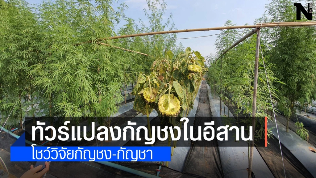 เปิดทัวร์แปลงกัญชง 3 สายพันธุ์ แห่งแรกในอีสาน เปิดทัวร์แปลงกัญชง 3 สายพันธุ์ แห่งแรกในอีสาน