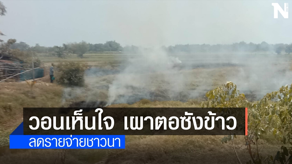ชาวนาวอนเห็นใจ จำเป็นต้องเผาตอซังข้าว