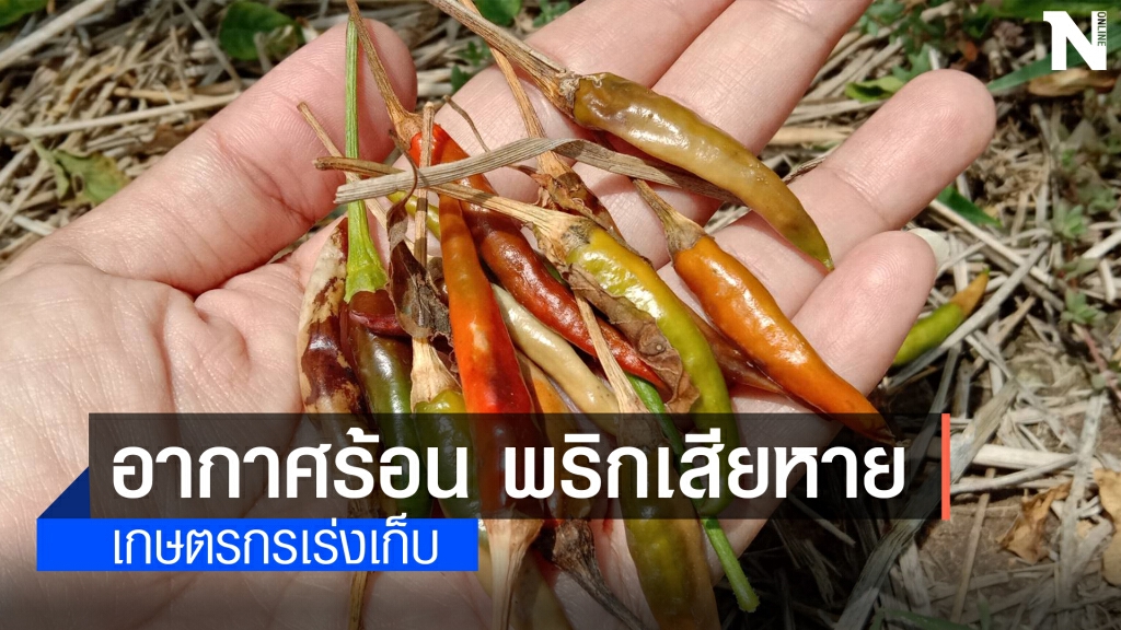เกษตรกรทุกข์ อากาศร้อนจัดพริกไหม้แห้งเหี่ยวเสียหาย เกษตรกรทุกข์ อากาศร้อนจัดพริกไหม้แห้งเหี่ยวเสียหาย