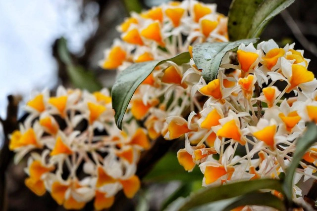 "หมอกขาว"ยามเช้า-ปกคลุม"ภูหินร่องกล้า"