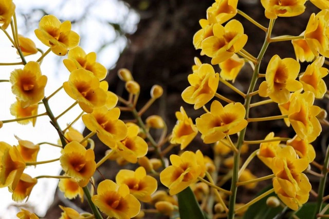 "หมอกขาว"ยามเช้า-ปกคลุม"ภูหินร่องกล้า"