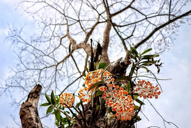 "หมอกขาว"ยามเช้า-ปกคลุม"ภูหินร่องกล้า"