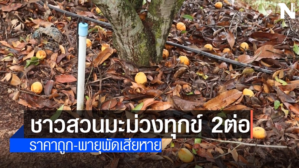 ชาวสวนมะม่วงระทม-พายุพัดเสียหาย ชาวสวนมะม่วงระทม-พายุพัดเสียหาย