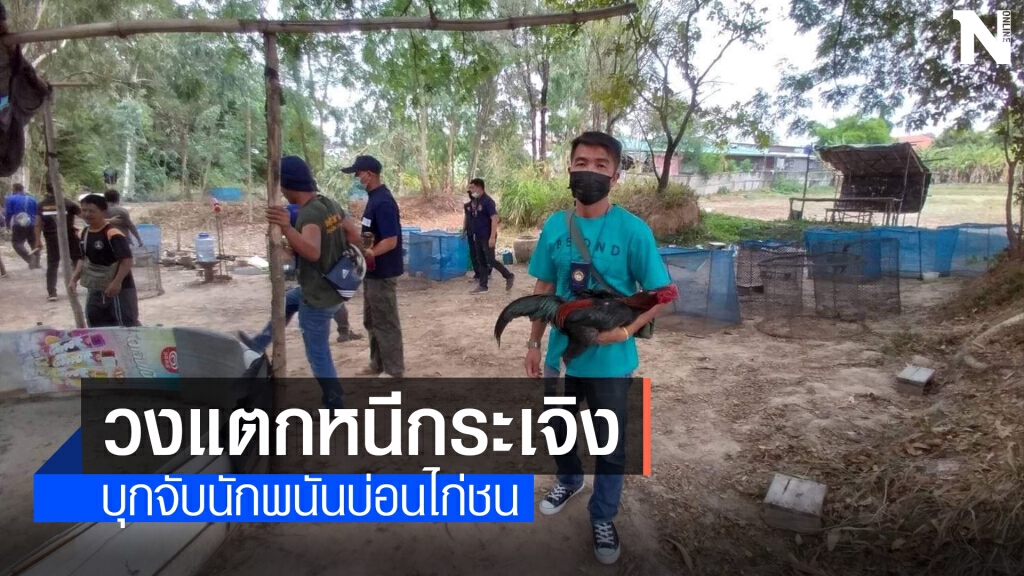 ไก่ชนวงแตกเจ้าหน้าที่ตะครุบจับ 12 นักพนันวิ่งหนีกระเจิง