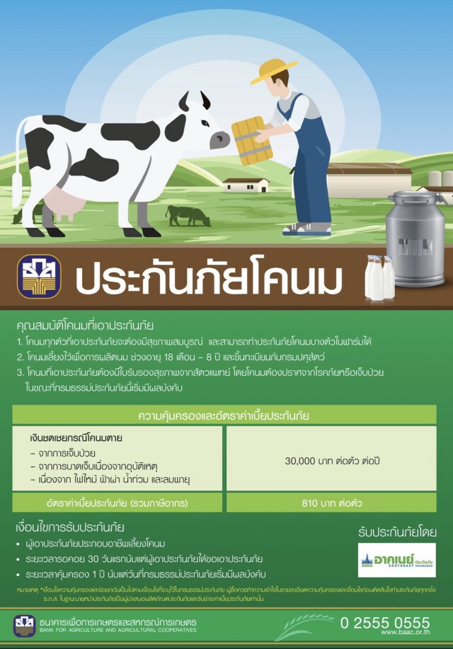 ธ.ก.ส. หนุนเกษตรกรทำประกันภัยโคนม