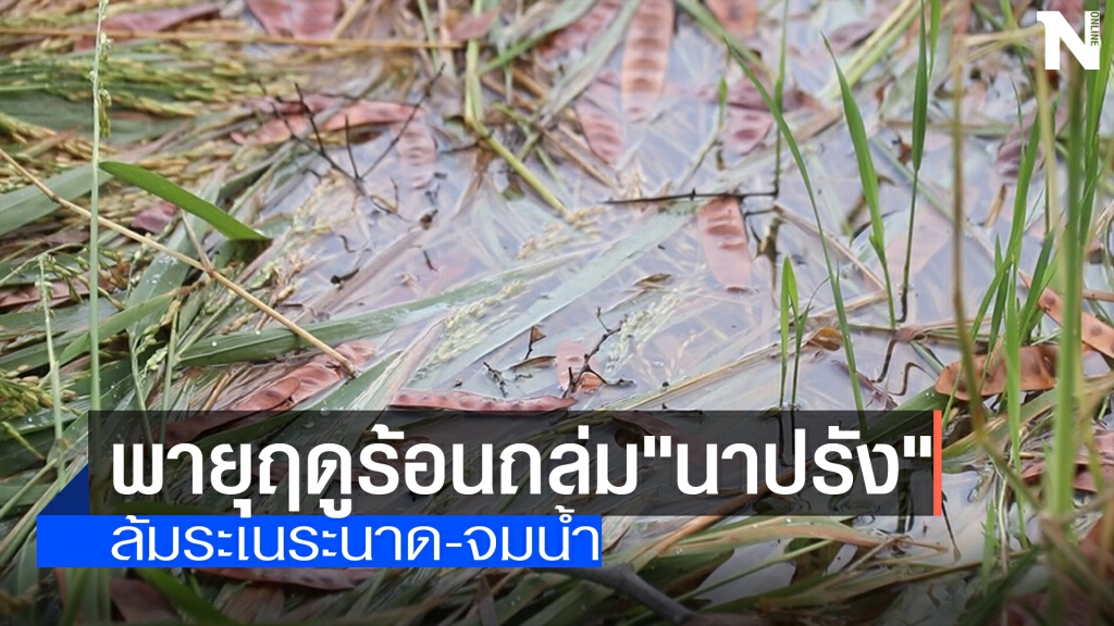 พายุฤดูร้อนถล่ม"นาปรัง"-ข้าวจมน้ำเสียหาย