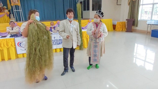 จัดระเบียบที่ดิน"ชาวม้ง"ปลูกกัญชง