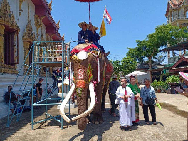 ชาวสุโขทัยแห่ชม"ช้างบวชนาค"ชาวไทยพวน
