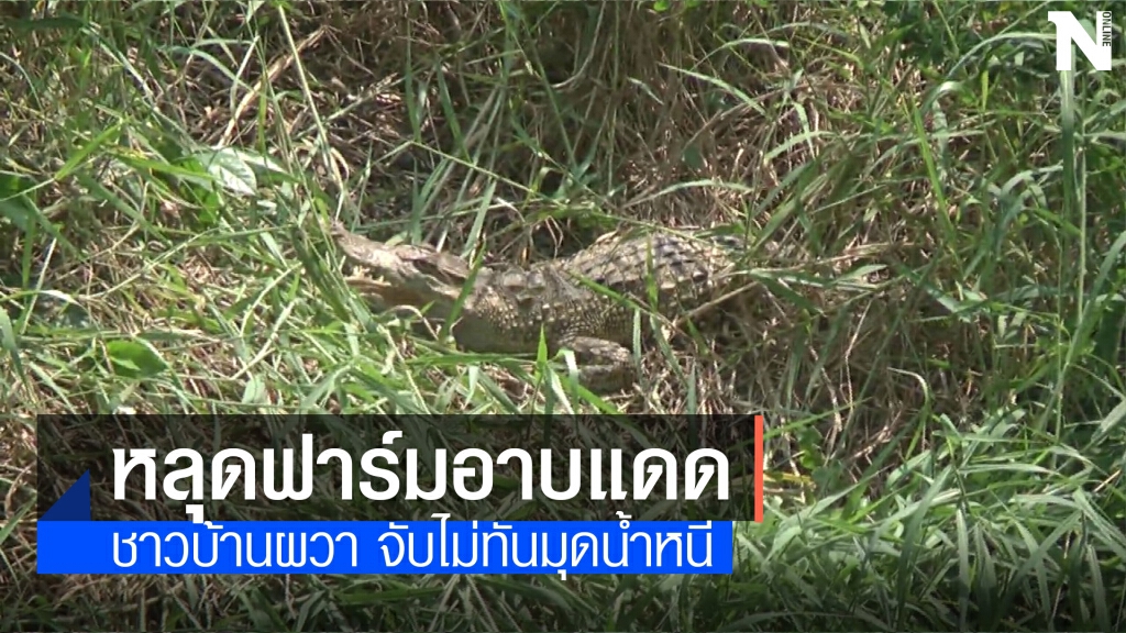 จระเข้โผล่อาบแดดริมตลิ่งลำน้ำสาขาลำตะคอง จระเข้โผล่อาบแดดริมตลิ่งลำน้ำสาขาลำตะคอง