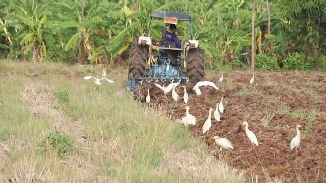 ชาวนา"ไถดะ"ปรับหน้าดินเตรียมพื้นที่ทำนา