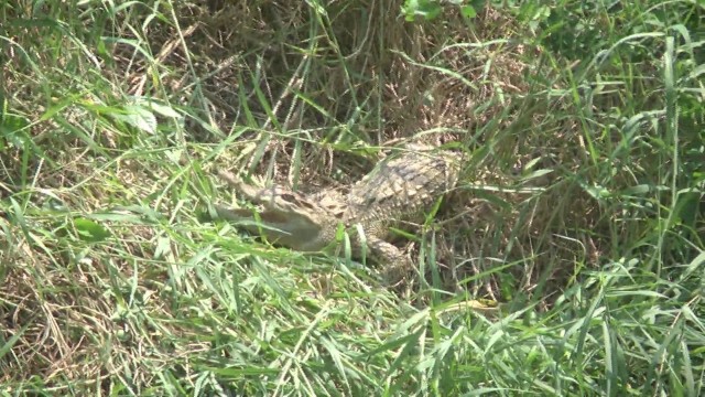 จระเข้โผล่อาบแดดริมตลิ่งลำน้ำสาขาลำตะคอง