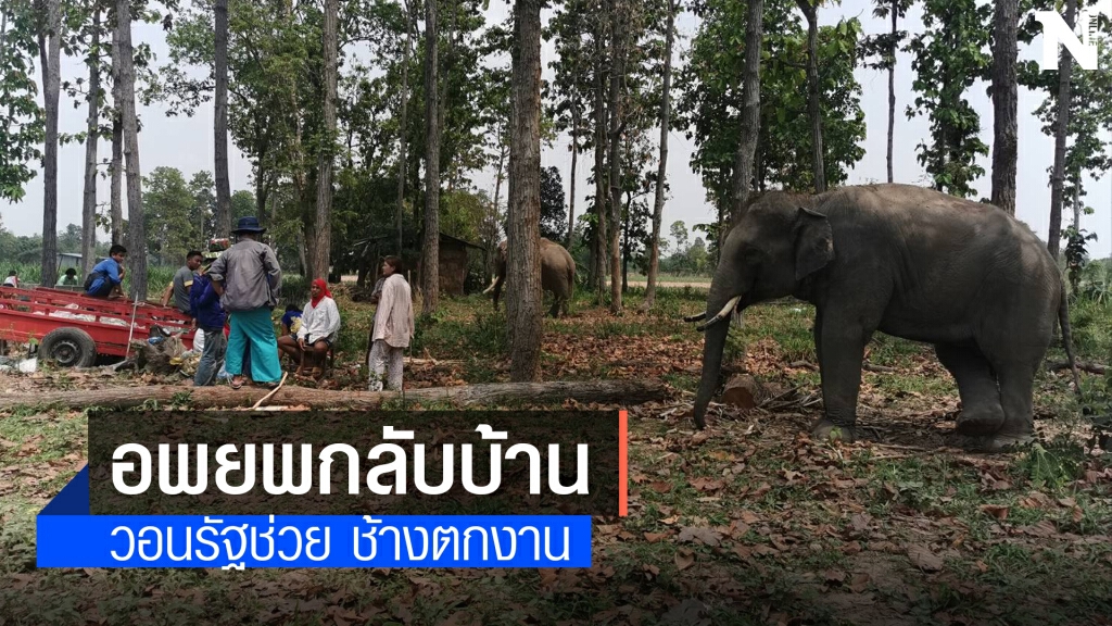 ควาญช้างน้ำตาคลอเจอพิษโควิดตกงานไร้เงินต้องอพยพกลับบ้าน