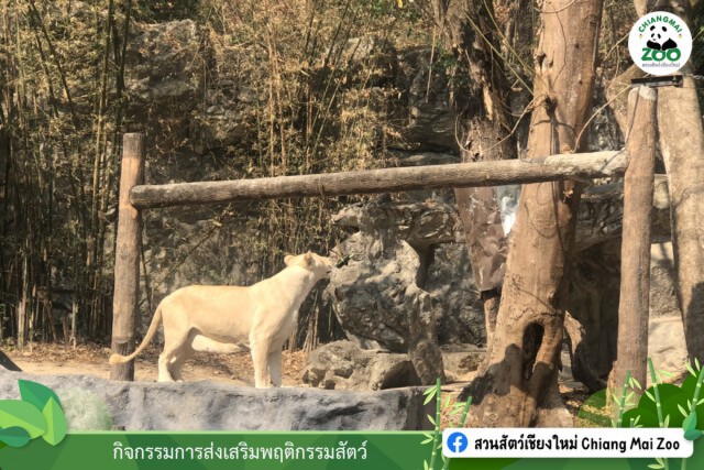 ปิดสวนสัตว์ 14 วัน หลังพบนักศึกษาฝึกงานติดโควิด19