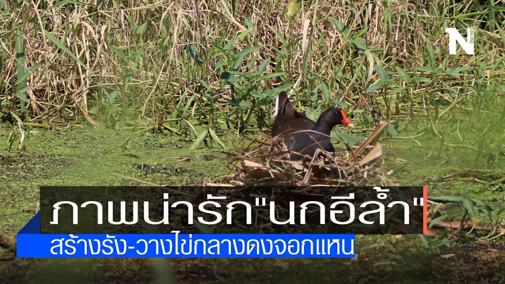 น่ารัก"นกอีล้ำ"สร้างรัง-วางไข่กลางดงจอกแหน