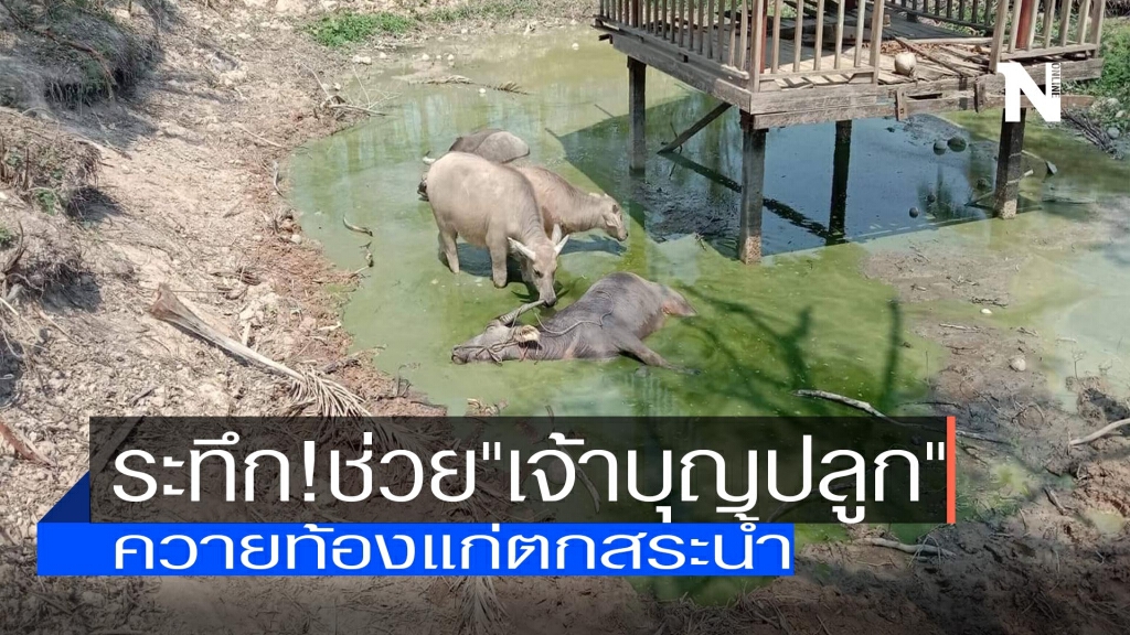 ระทึก!ช่วย"เจ้าบุญปลูก"ควายท้องแก่ตกสระน้ำ ระทึก!ช่วย"เจ้าบุญปลูก"ควายท้องแก่ตกสระน้ำ