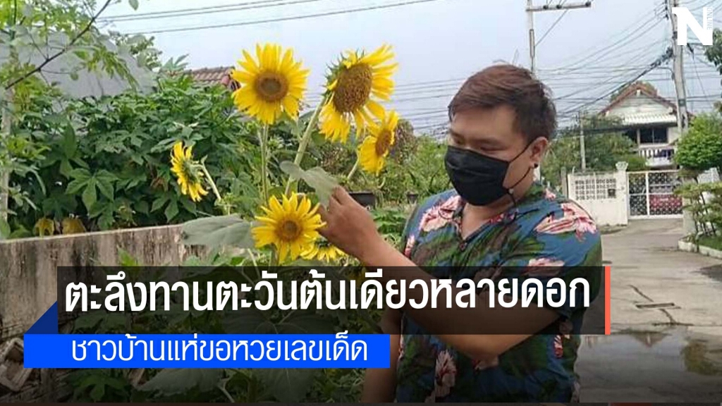 ใกล้วันหวยออกแล้วนะแห่ดูดอกทานตะวัน ใกล้วันหวยออกแล้วนะแห่ดูดอกทานตะวัน