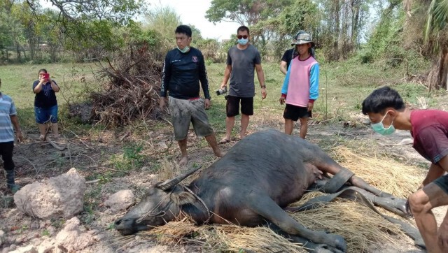 ระทึก!ช่วย"เจ้าบุญปลูก"ควายท้องแก่ตกสระน้ำ