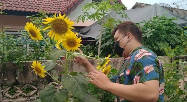 ใกล้วันหวยออกแล้วนะแห่ดูดอกทานตะวัน