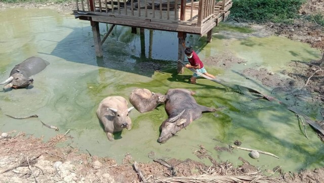 ระทึก!ช่วย"เจ้าบุญปลูก"ควายท้องแก่ตกสระน้ำ