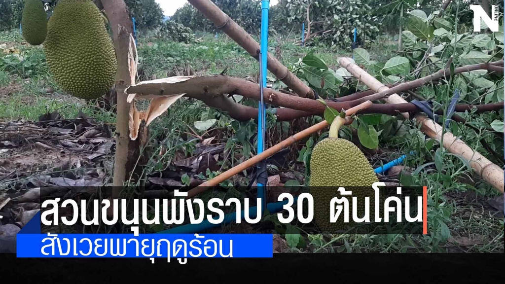 พายุถล่มสวนขนุนโคราช หักโค่นกว่า30ต้น พายุถล่มสวนขนุนโคราช หักโค่นกว่า30ต้น