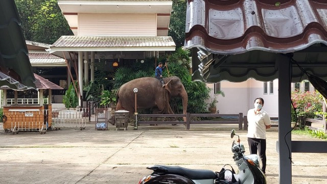 หนุ่มใหญ่ขรก.ซี8ให้อาหารช้างเจอสะบัดเหยียบซ้ำดับ