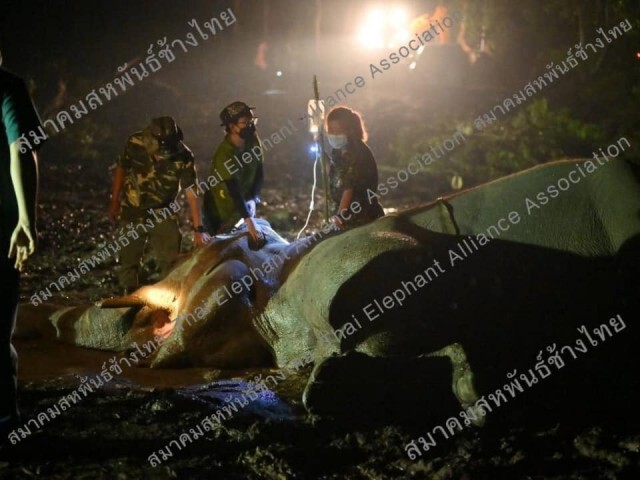 สุดสลด!!ต้นคะเคียนโค่นฟาดช้างล้ม3เชือกบาดเจ็บ3เชือก