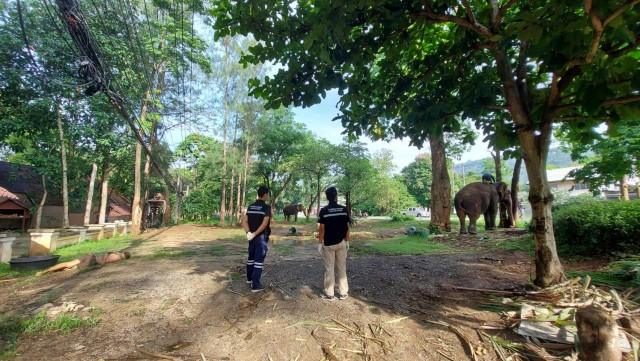 หนุ่มใหญ่ขรก.ซี8ให้อาหารช้างเจอสะบัดเหยียบซ้ำดับ