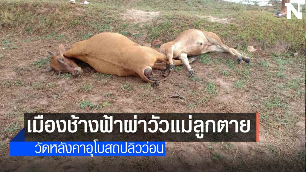 พายุกระหน่ำฟ้าผ่าวัวแม่ลูกนอนตาย พายุกระหน่ำฟ้าผ่าวัวแม่ลูกนอนตาย