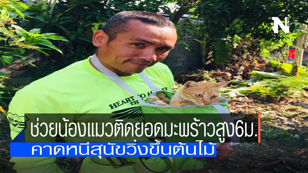 "ณเดช"จัดให้-ช่วยแมวติดยอดมะพร้าวสูง6ม. "ณเดช"จัดให้-ช่วยแมวติดยอดมะพร้าวสูง6ม.