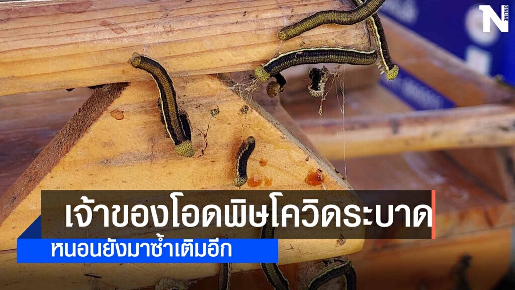 ขยะแขยงกองทัพหนอนบุกร้านข้าวมันไก่ ขยะแขยงกองทัพหนอนบุกร้านข้าวมันไก่