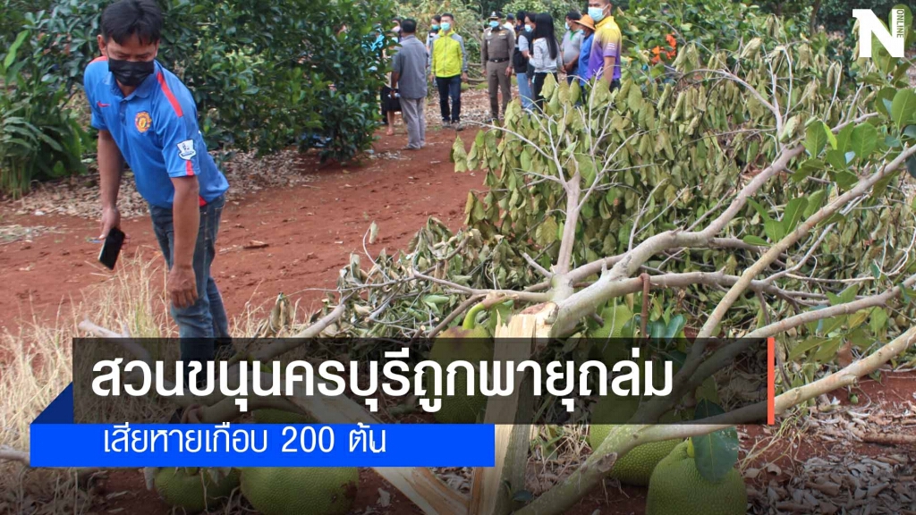 ผู้ว่าฯรีบช่วยชาวสวนขนุนถูกพายุถล่ม ผู้ว่าฯรีบช่วยชาวสวนขนุนถูกพายุถล่ม