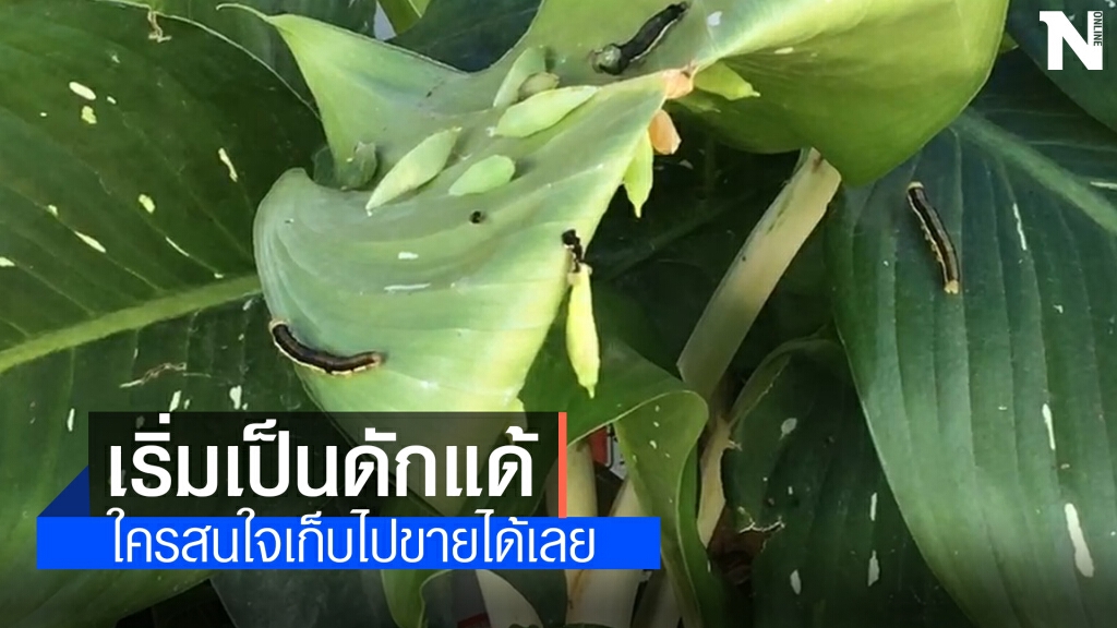 หนอนบุกร้านข้าวมันไก่เริ่มเป็นดักแด้ ชาวบ้านแห่ขอซื้อไปขาย หนอนบุกร้านข้าวมันไก่เริ่มเป็นดักแด้ ชาวบ้านแห่ขอซื้อไปขาย