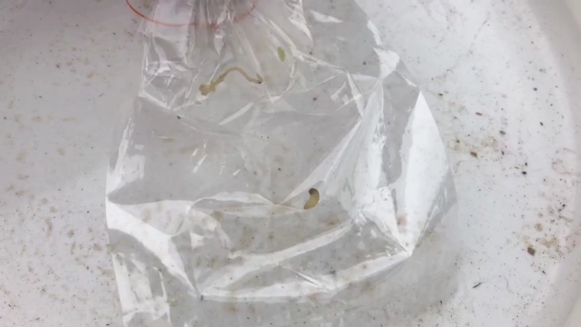 ป้าวอนช่วยเหลือปวดแสบร้อนคล้ายหนอนออกรูขุมขน