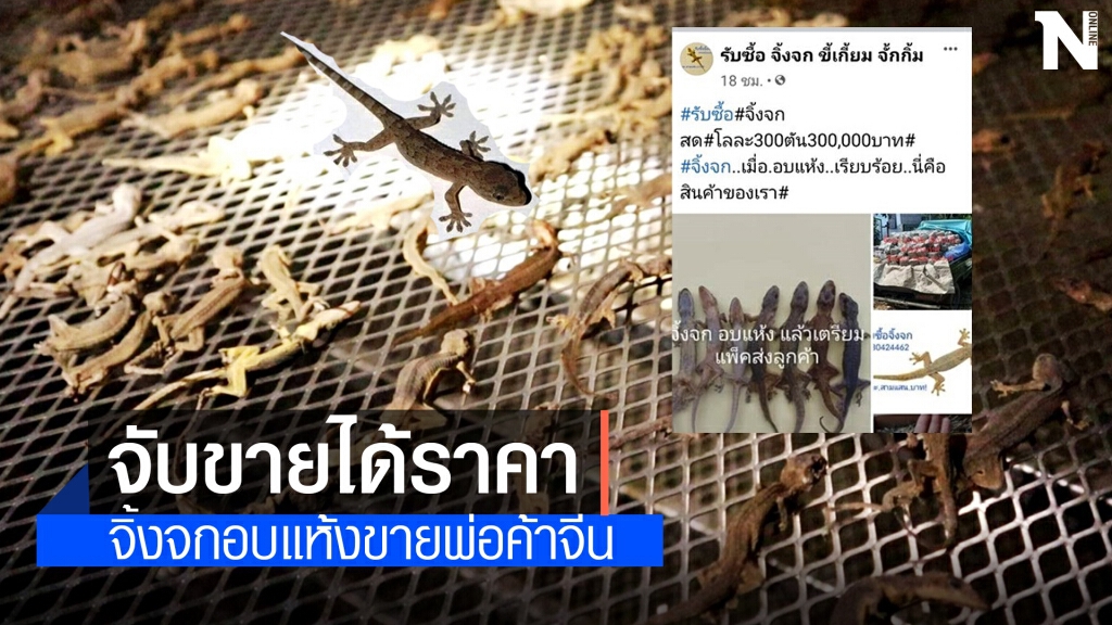 ฮือฮา! หนุ่มนานครพนม รับซื้อจิ้งจกสดตันละ 3 แสน ฮือฮา! หนุ่มนานครพนม รับซื้อจิ้งจกสดตันละ 3 แสน