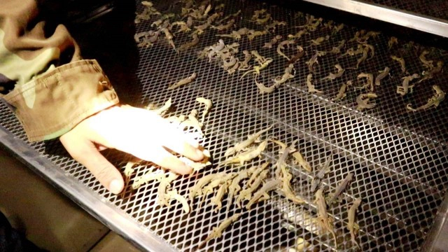 ฮือฮา! หนุ่มนานครพนม รับซื้อจิ้งจกสดตันละ 3 แสน