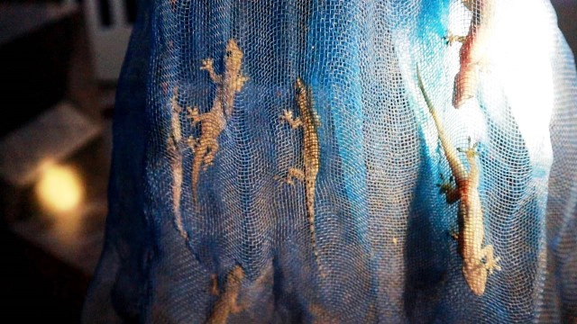 ฮือฮา! หนุ่มนานครพนม รับซื้อจิ้งจกสดตันละ 3 แสน