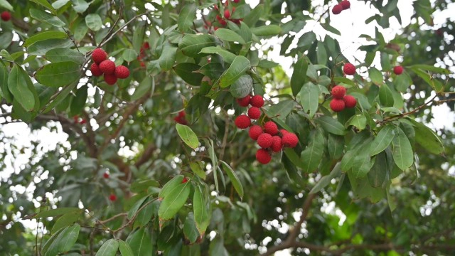 ผู้ว่าฯ สมุทรสงคราม ชวนชิมช็อป "ลิ้นจี่" แบบนิวนอมอล