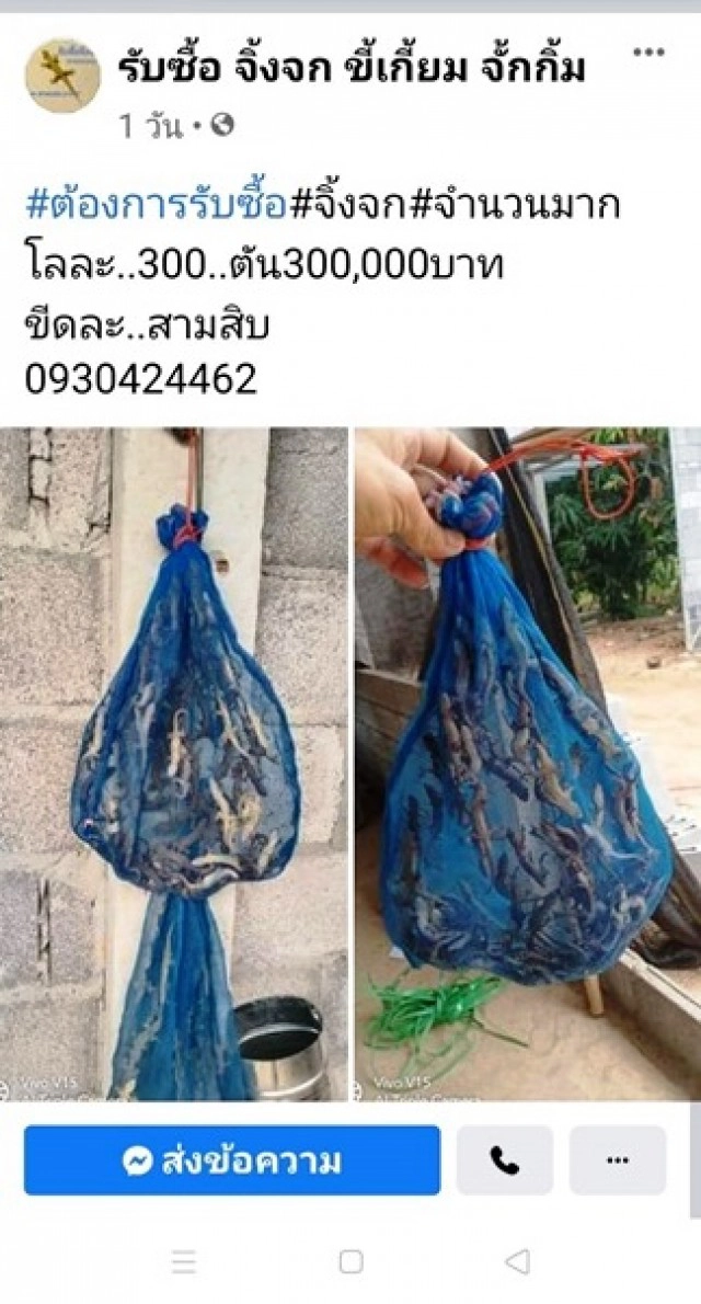 ฮือฮา! หนุ่มนานครพนม รับซื้อจิ้งจกสดตันละ 3 แสน