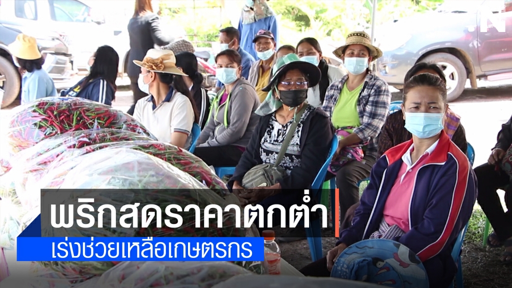 กระทรวงเกษตรฯ ช่วยซื้อพริกสดชาวบ้านขอนแก่นหลังราคาตกต่ำ