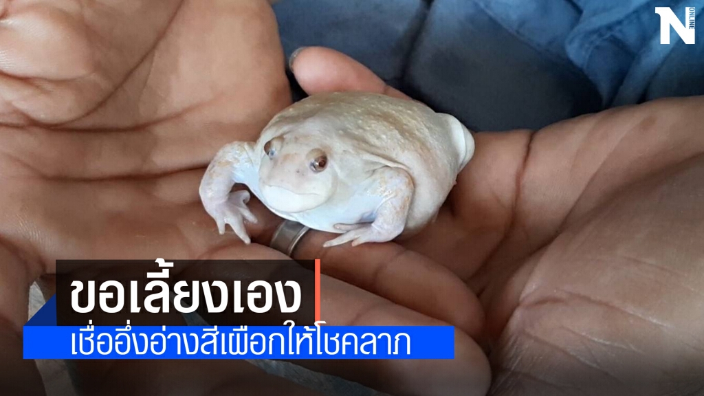 ฮือฮา อึ่งเผือกให้โชคขอซื้อ 5 หมื่นก็ไม่ขาย ฮือฮา อึ่งเผือกให้โชคขอซื้อ 5 หมื่นก็ไม่ขาย