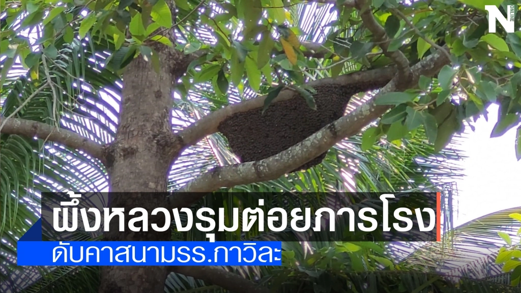 "ผึ้งหลวง"รุมต่อยภารโรงดับคารร.กาวิละ