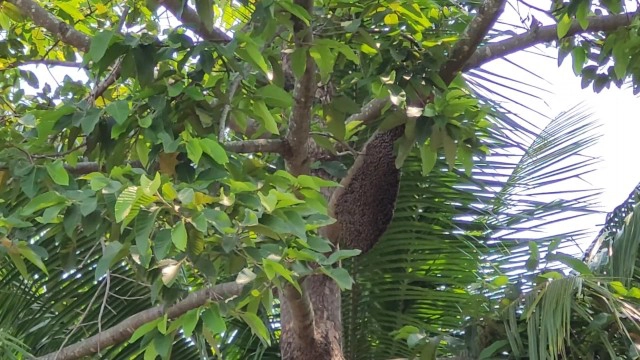 "ผึ้งหลวง"รุมต่อยภารโรงดับคารร.กาวิละ
