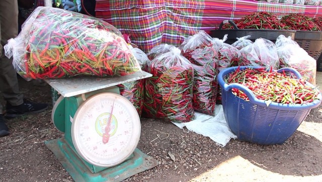 กระทรวงเกษตรฯ ช่วยซื้อพริกสดชาวบ้านขอนแก่นหลังราคาตกต่ำ