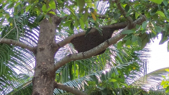"ผึ้งหลวง"รุมต่อยภารโรงดับคารร.กาวิละ