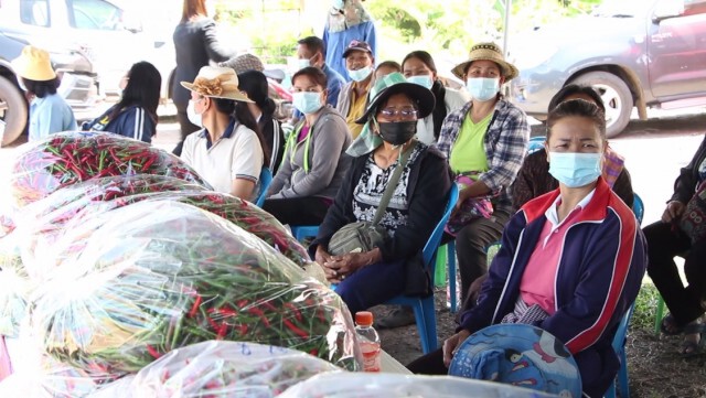 กระทรวงเกษตรฯ ช่วยซื้อพริกสดชาวบ้านขอนแก่นหลังราคาตกต่ำ