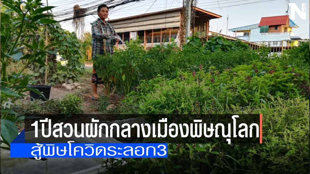 ครบ1ปีสวนผักกลางเมืองพิษณุโลก-สู้พิษโควิด
