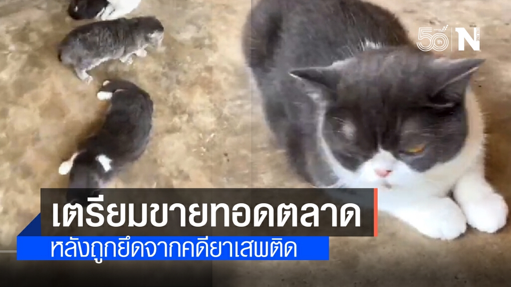 เตรียมขายทอดตลาดแมวสายพันธุ์ต่างประเทศ 6 ตัว ศุกร์นี้